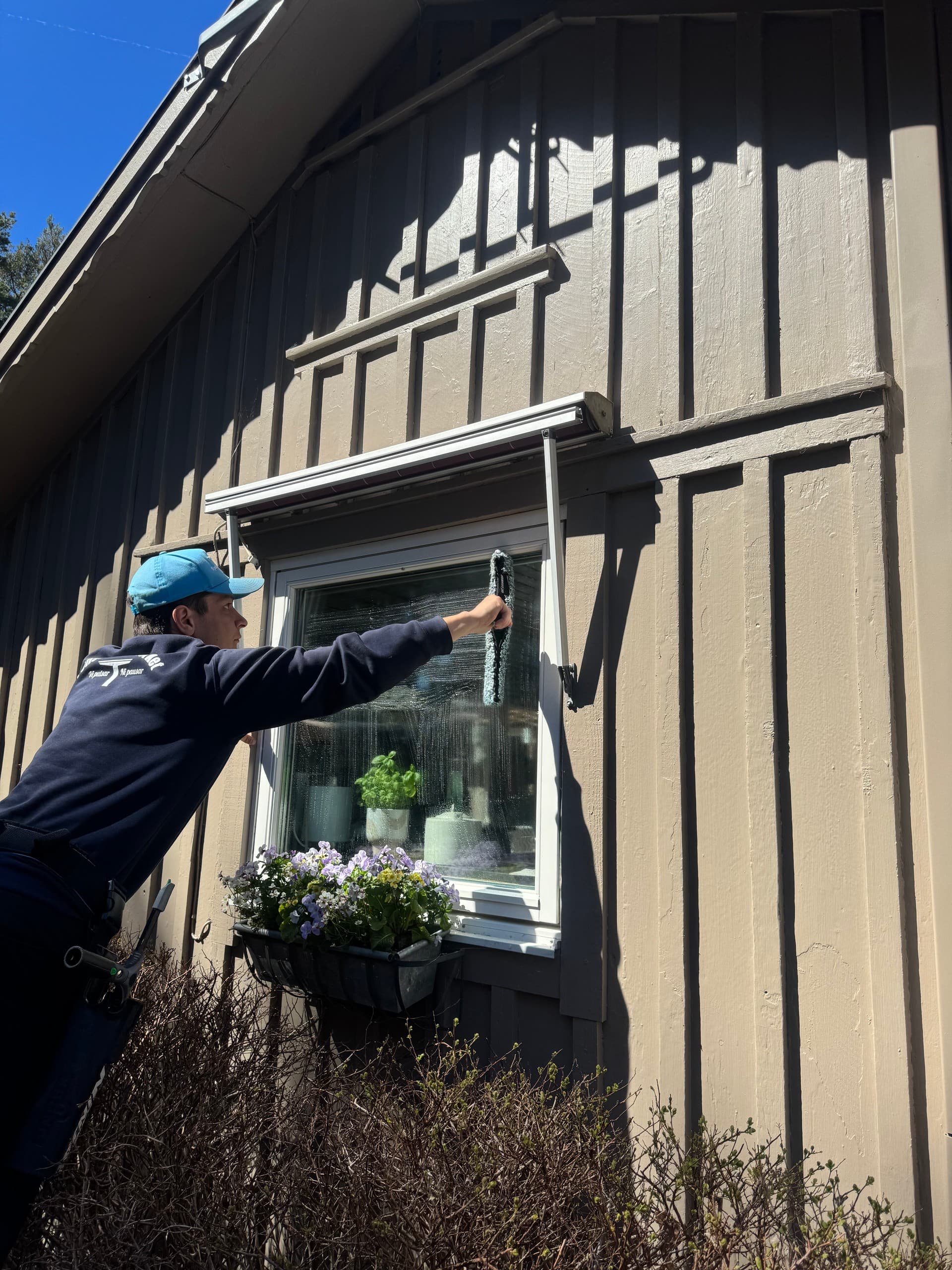 Fönsterputsare rengör ett villafönster ovanför en blomlåda